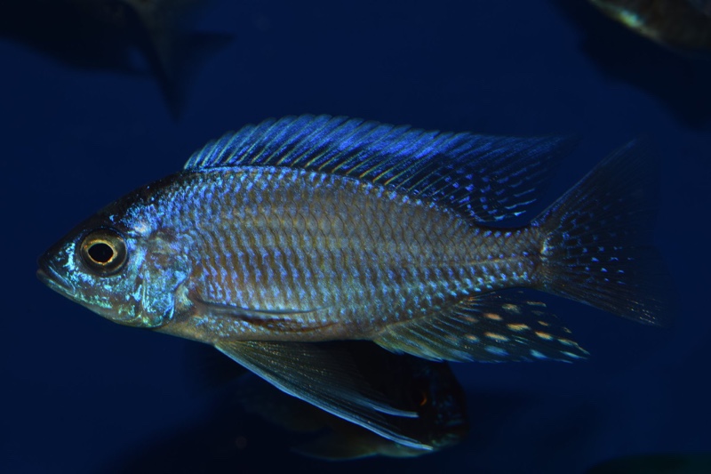 Copadichromis borleyi 'Nkhata Bay'